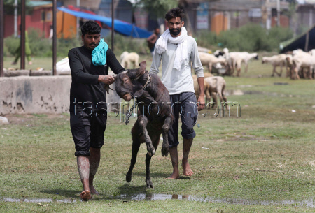 Preparations ahead of Eid al-Adha in Srinagar