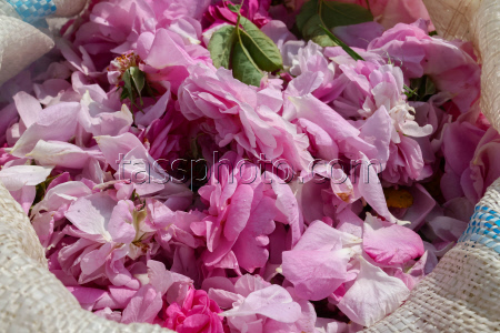 Harvesting essential oil roses in Crimea
