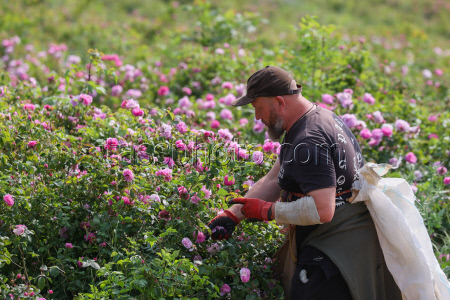 Harvesting essential oil roses in Crimea