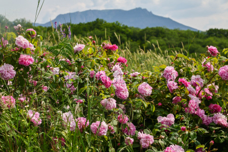 Harvesting essential oil roses in Crimea