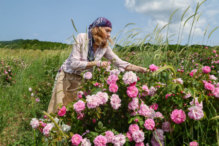 Harvesting essential oil roses in Crimea