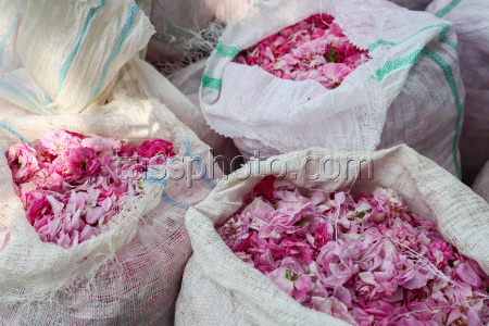 Harvesting essential oil roses in Crimea