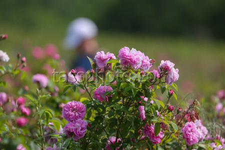 Harvesting essential oil roses in Crimea