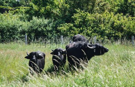 Water buffalo in Rudow Landscape Park