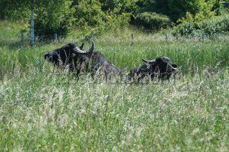 Water buffalo in Rudow Landscape Park