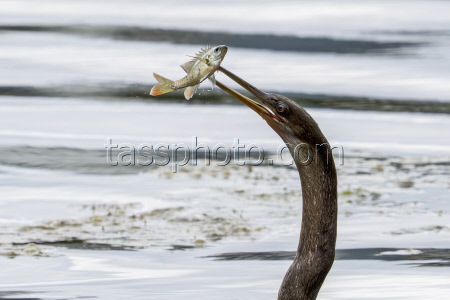 Nature Urban Wildlife In Orlando