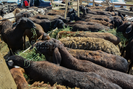 Preparations for Eid al-Adha in Bishkek, Kyrgyzstan