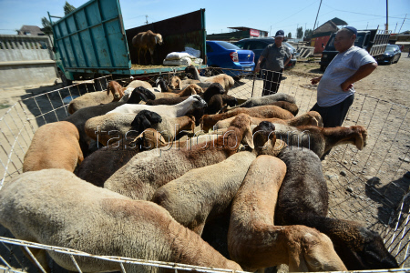 Preparations for Eid al-Adha in Bishkek, Kyrgyzstan