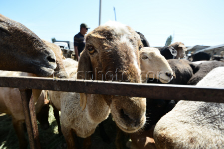 Preparations for Eid al-Adha in Bishkek, Kyrgyzstan