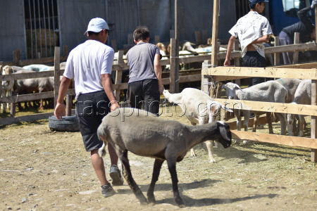 Preparations for Eid al-Adha in Bishkek, Kyrgyzstan